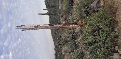 The dead trunk of a Saguaro