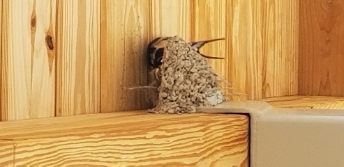 We shared a campsite with a family of swallows.