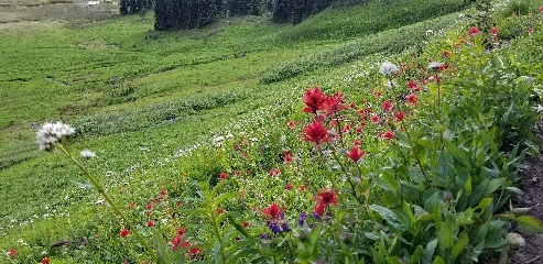 Wildflowers on the trail to Panorama Ridge in Garibaldi Provincial Park in Canada