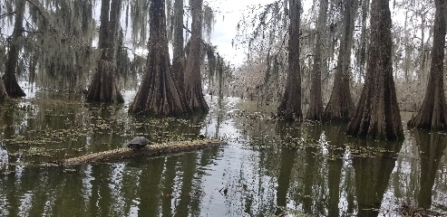 Turtle relaxing on a log in Martin Lake in Louisiana