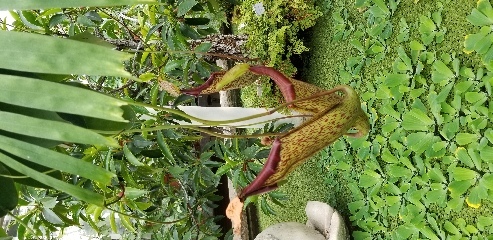 Pitcher flower at the botanical gardens in Gothenburg, Sweden