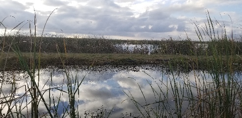 Alligators sunbathing on the bank. They do not eat during the winter months since it's not warm enough for their bodies to digest food properly.